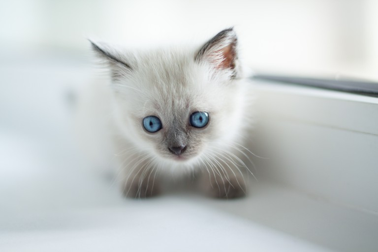 Download Our Adorable Kitten Wallpaper