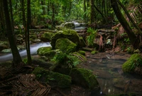 Explora la Tranquilidad de un Arroyo de Selva Tropical