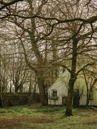 Beau Fond d'Écran de Paysage Naturel avec Arbres et Végétation