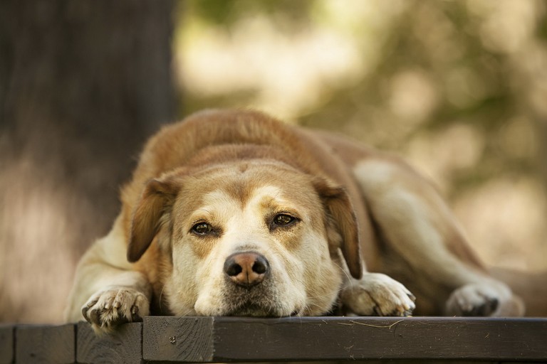 Stunning Wallpaper of a Faithful Companion Dog