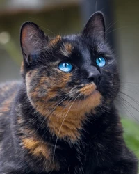 Télécharger un magnifique fond d'écran de chat écaille de tortue