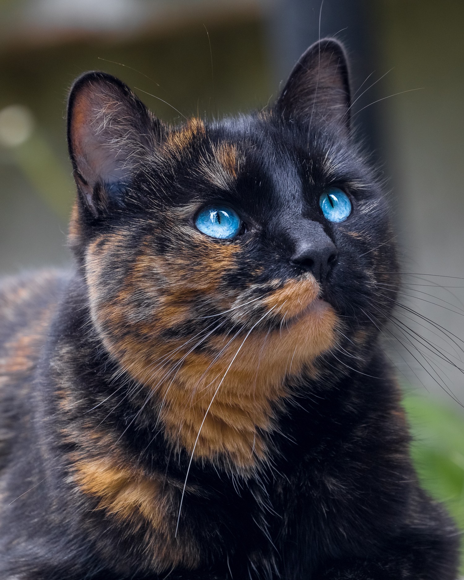 Descargar hermoso fondo de pantalla de gato tortie