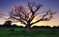 Download Beautiful Dry Tree Wallpaper