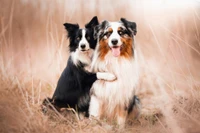 Gorgeous Australian Shepherds Wallpaper to Download