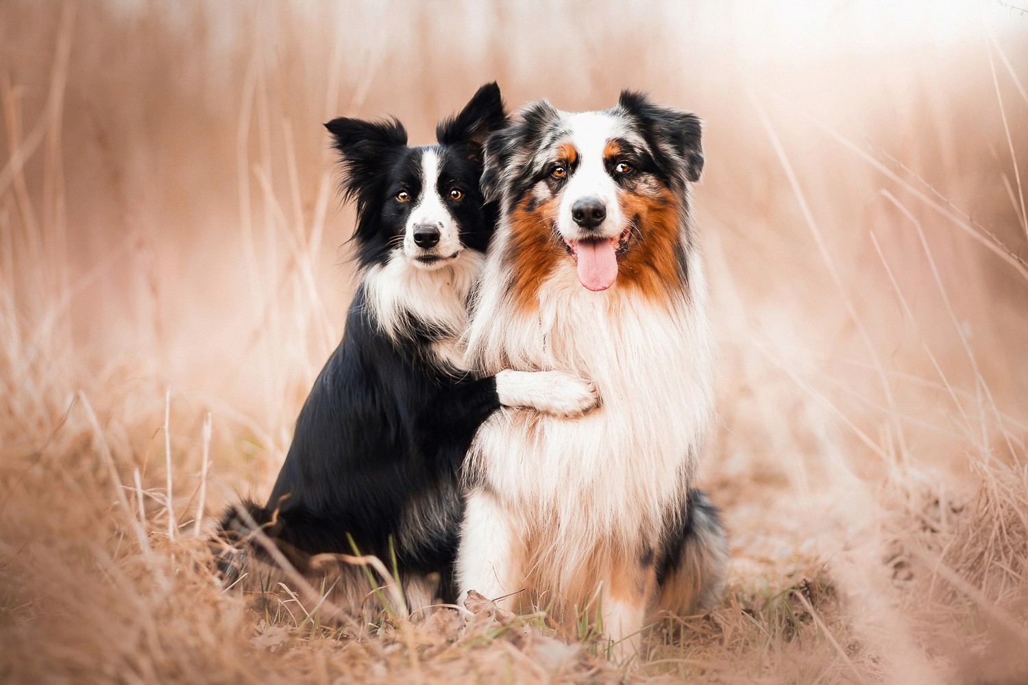 Gorgeous Australian Shepherds Wallpaper to Download