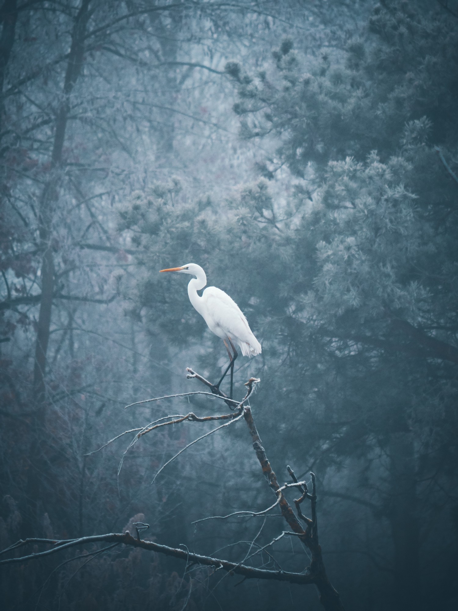 Download High-Quality Heron Wallpaper