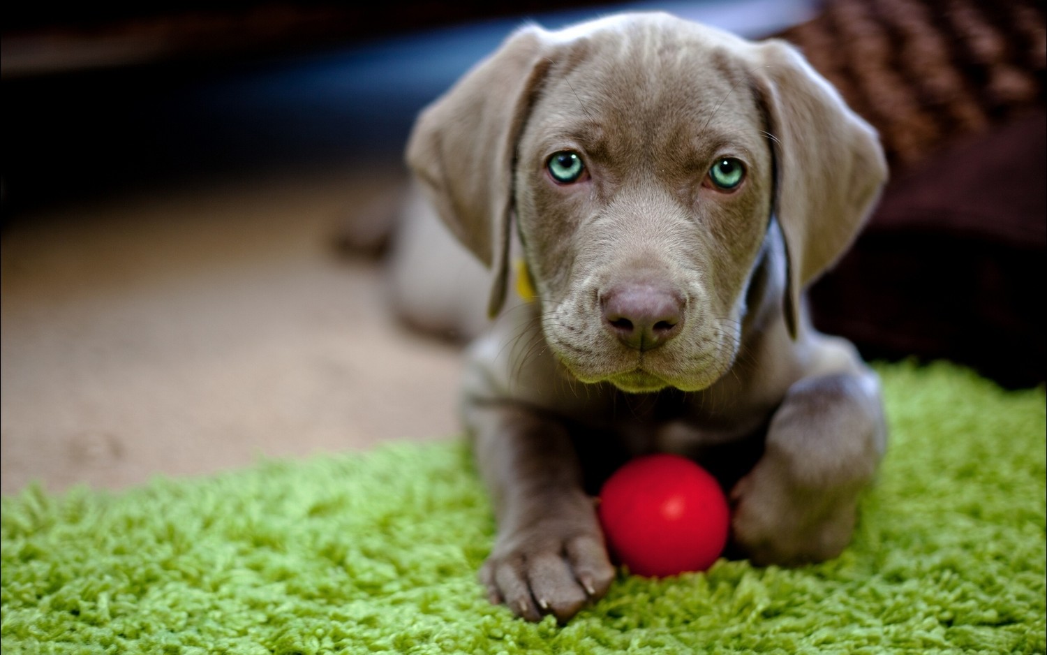 Chiot Weimaraner : Le compagnon parfait