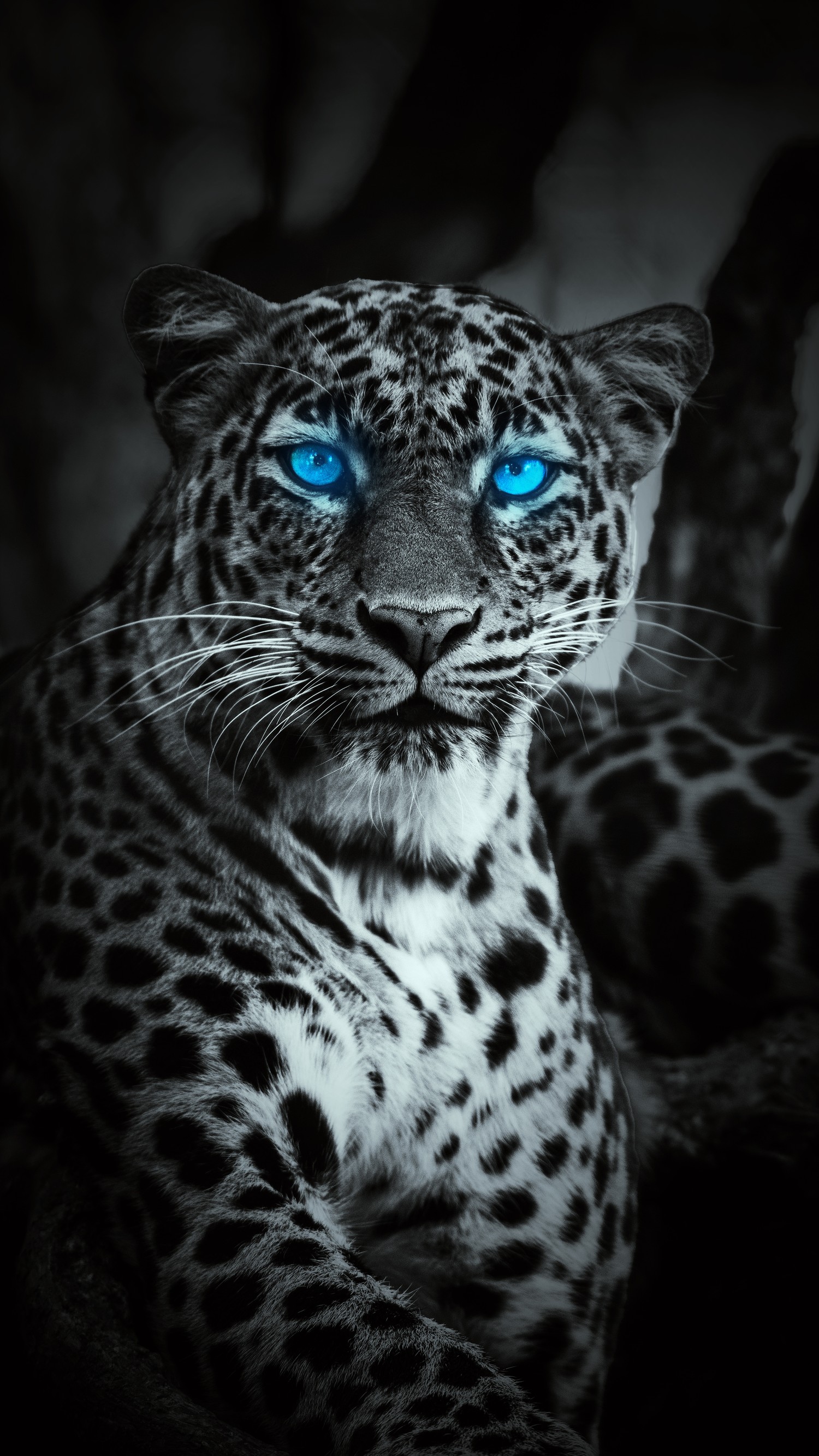 Download this Captivating Leopard Wallpaper