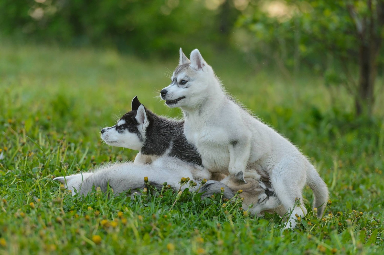 Adorables Chiots Husky Sibérien dans l'Herbe