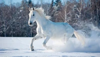 Admira la Belleza de un Caballo Blanco en un Paisaje Invernal