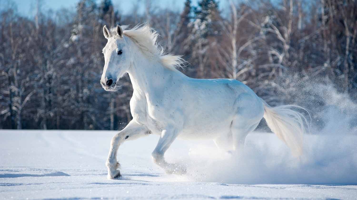 Catch the Beauty of a White Stallion in a Winter Landscape