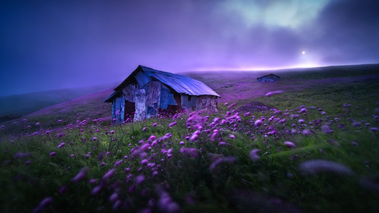 Breathtaking Spring Landscape with Violet Flowers