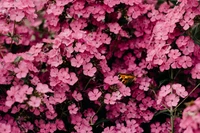 Beau papier peint de fleurs roses pour les amoureux de la nature