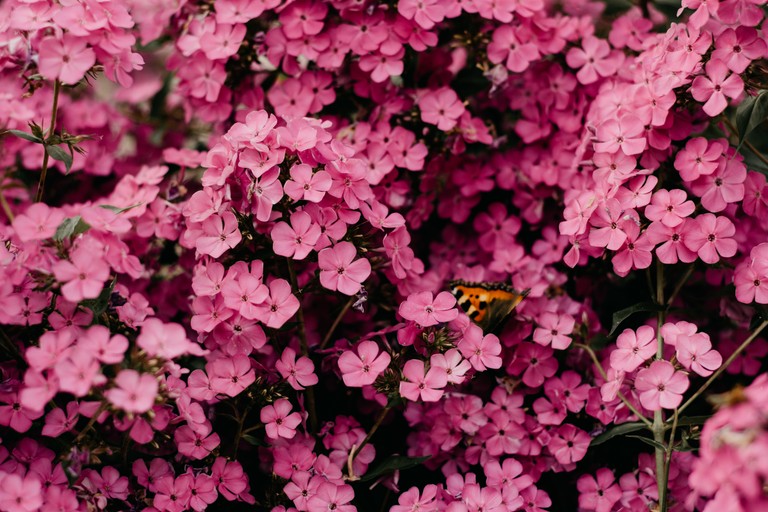 Beautiful Pink Flower Wallpaper for Nature Lovers