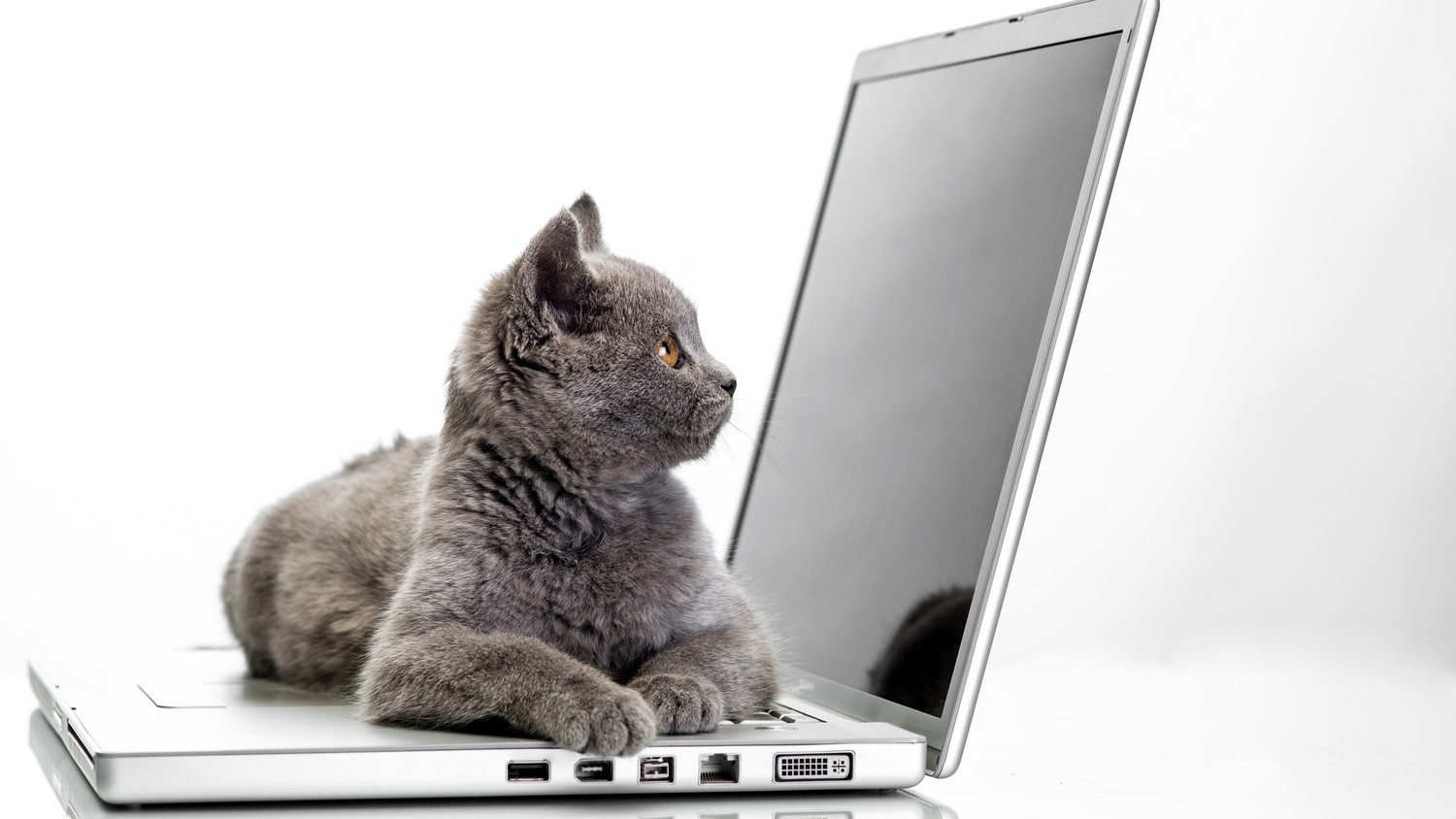 Download This Charming Wallpaper of a Grey Cat on a Laptop