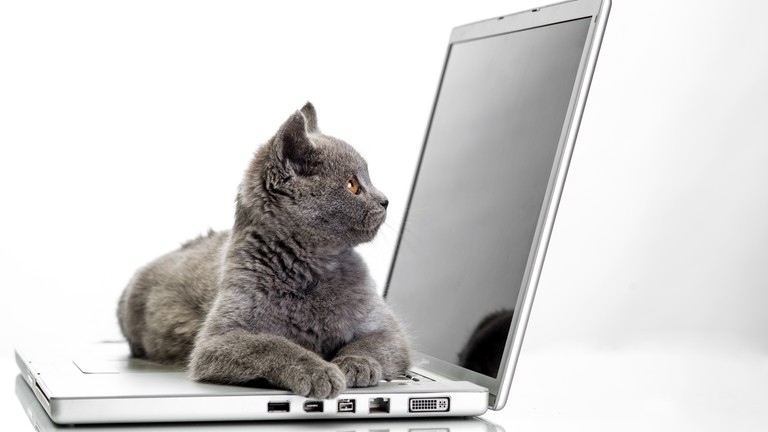 Download This Charming Wallpaper of a Grey Cat on a Laptop