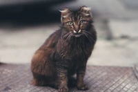 Fond d'Écran de Chat de Forêt Norvégienne - Idéal pour les Amateurs de Chats