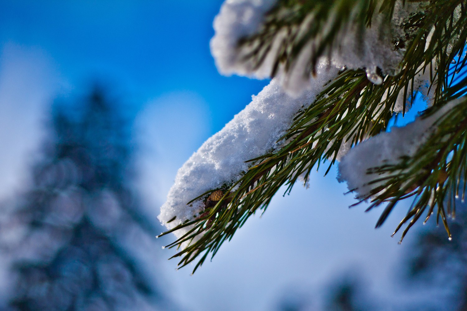 Download Beautiful Winter Spruce Wallpaper