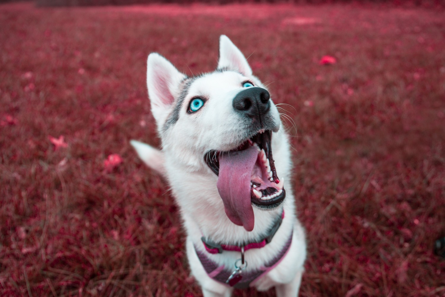 Vibrant Siberian Husky Pup Wallpaper