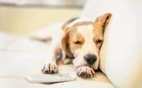 Adorable Beagle Puppy Sleeping Wallpaper