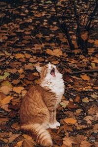 Fondo de Pantalla Otoñal con un Gato Atigrado