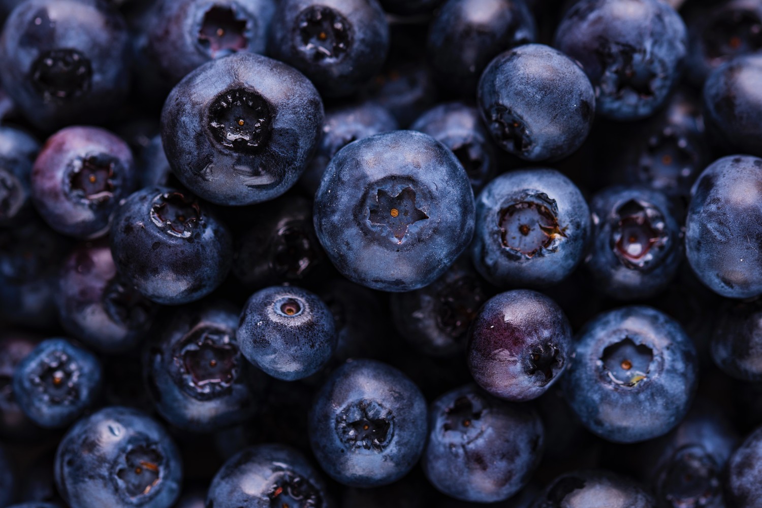 Download Stunning Blueberry Wallpaper