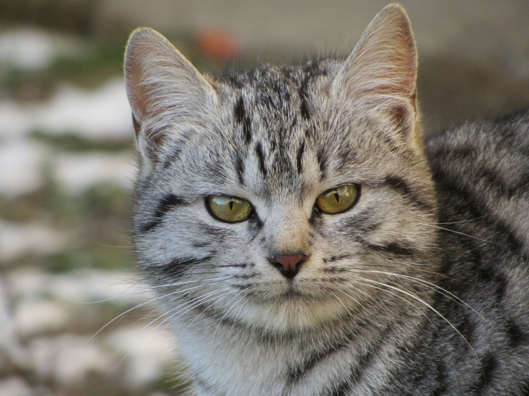 Explore the Beauty of the Egyptian Mau