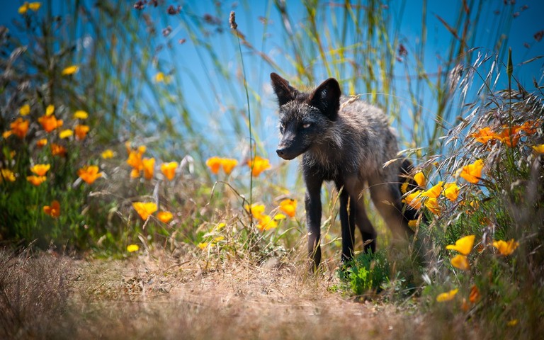 Download a Beautiful Red Fox Wallpaper