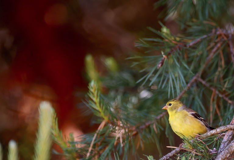 Beautiful Common Chaffinch Wallpaper for Nature Lovers