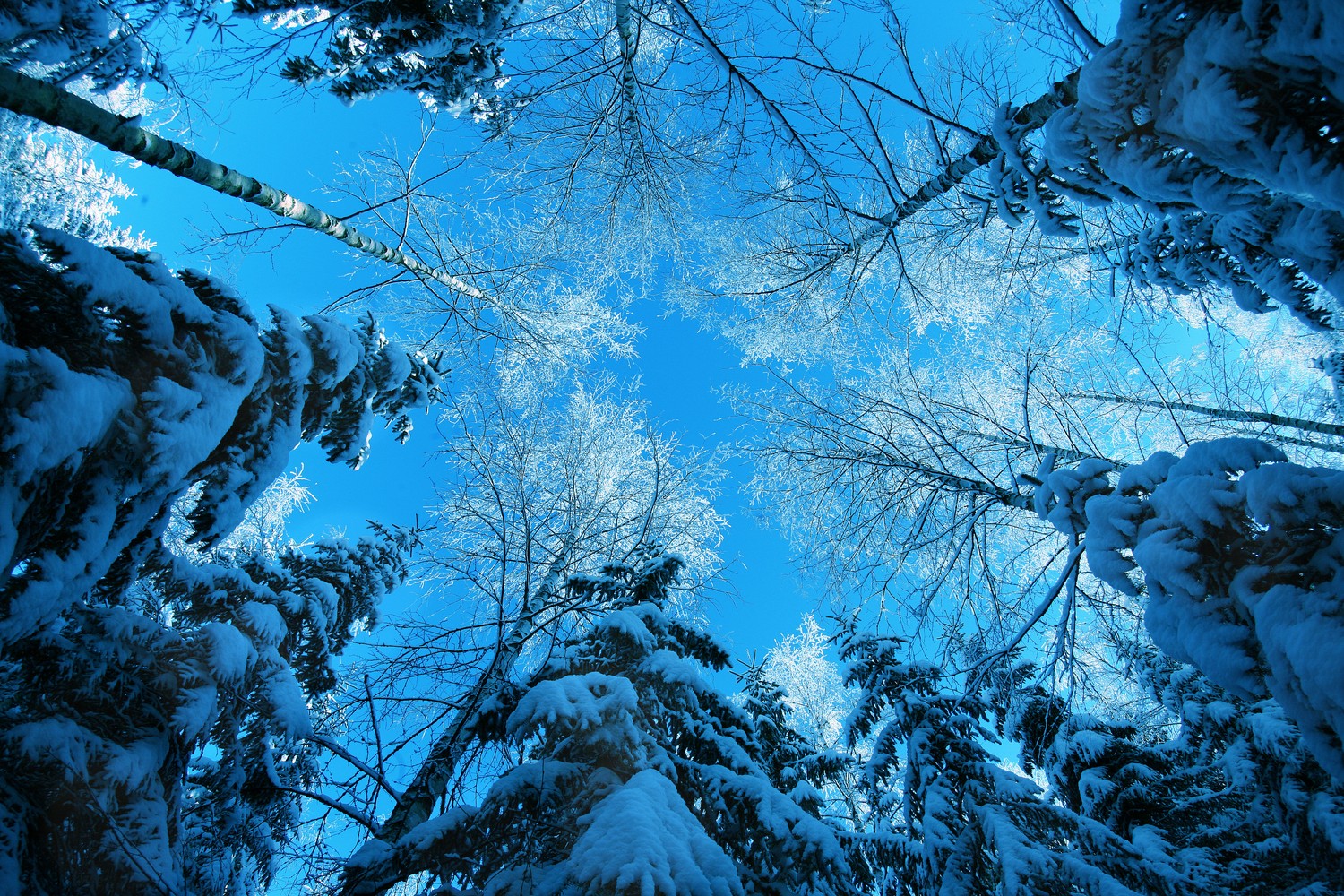 Winter Wonderland: Captivating Blue Sky and Frosty Trees