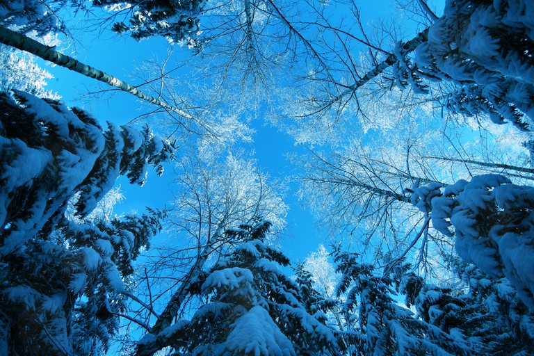 Winter Wonderland: Captivating Blue Sky and Frosty Trees