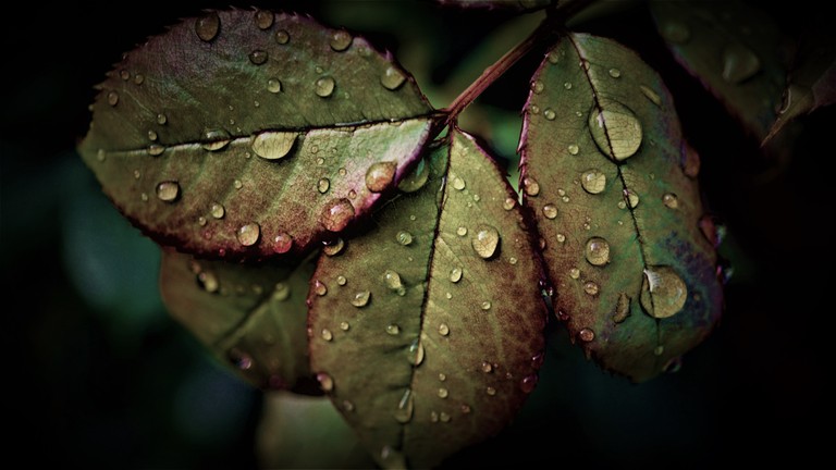 Download Gorgeous 5K Wallpaper of Rainy Wet Leaves