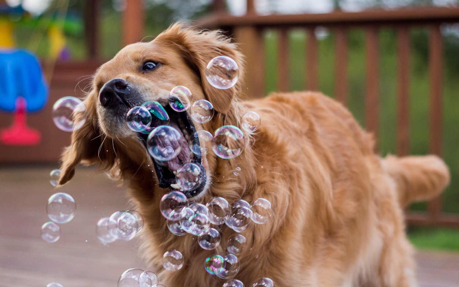 Cuteness Overload: Golden Retriever Playing with Bubbles