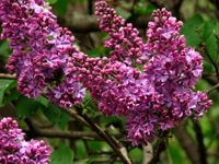 Flores de Lila Común - La Exhibición Vibrante de la Naturaleza