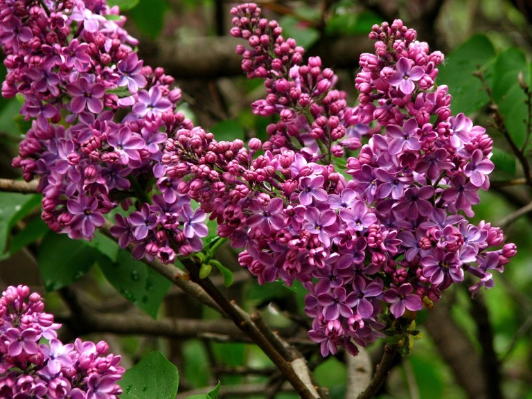 Common Lilac Blossoms - Nature's Vibrant Display