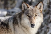 Explora los Majestuosos Lobos del Parque Nacional Yellowstone