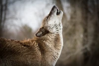 Descarga nuestro majestuoso fondo de pantalla de lobo