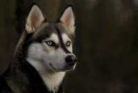 Descarga nuestro precioso fondo de pantalla de Siberian Husky