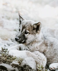 Fond d'écran de chiot mignon - Parfait pour les amoureux des animaux