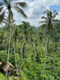 Explore the Lush Beauty of Bali's Rainforest