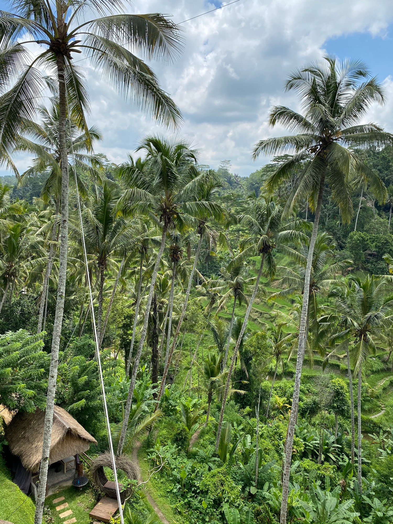 Explore the Lush Beauty of Bali's Rainforest