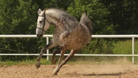 Hermoso Fondos de Pantalla de Caballo Mustang en Movimiento